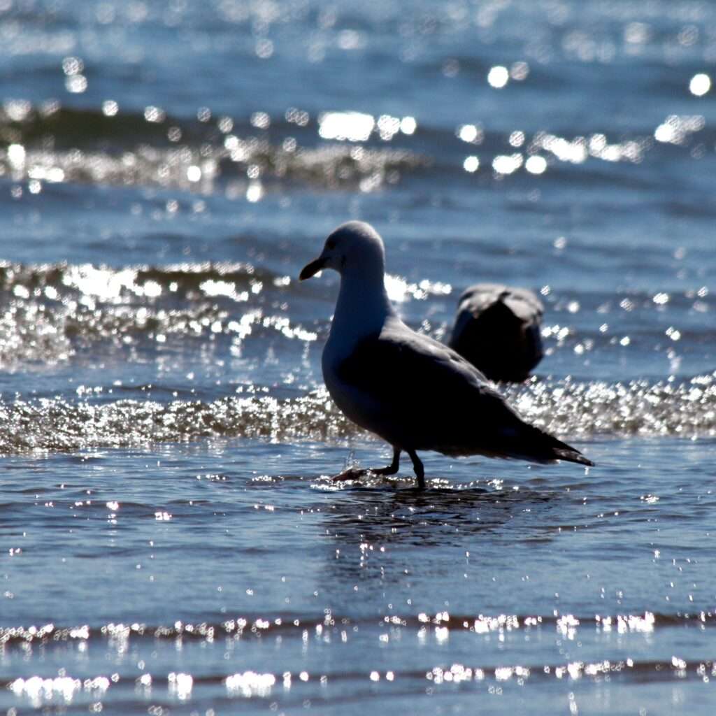 Segulls in tenby